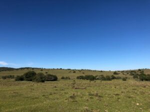 Weideland und Agrarland in Uruguay, Rocha kaufen – 166 Hektar